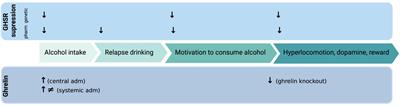 Animal studies reveal that the ghrelin pathway regulates alcohol-mediated responses